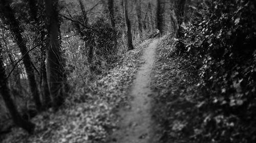 dark path path woods