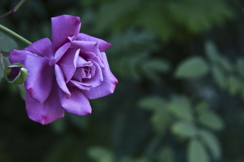 Dark Pink Rose