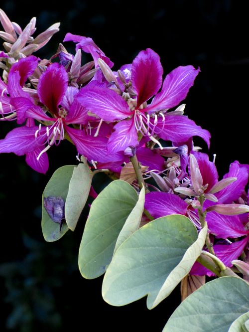 Dark Pink Tropical Flower