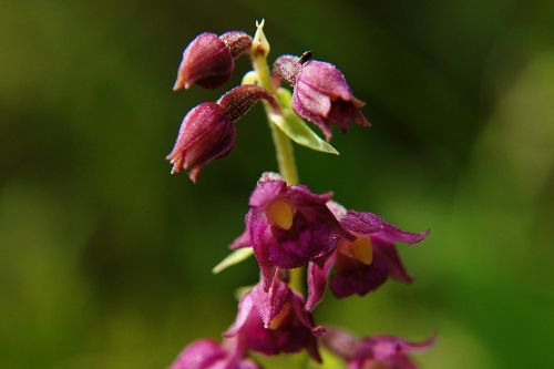 dark red helleborine epipactis atrorubens orchid
