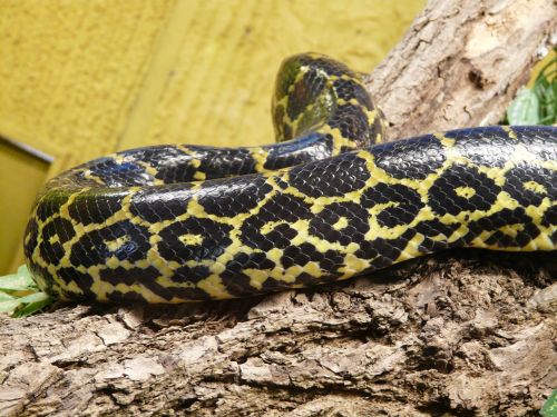 dark tigerpython snake python molurus bivittatus