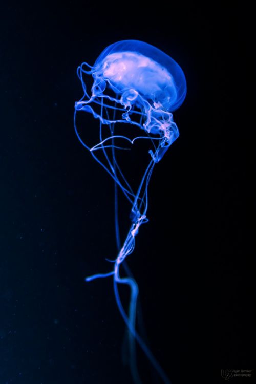 darkness jellyfish smoke