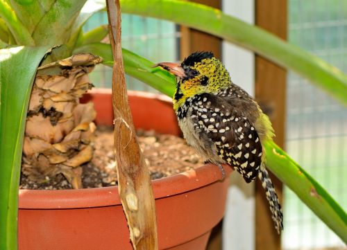 d'arnaud's barbet exotic bird