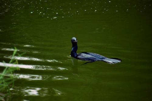 darter bird water bird anhinga