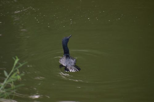 darter bird water bird black bird