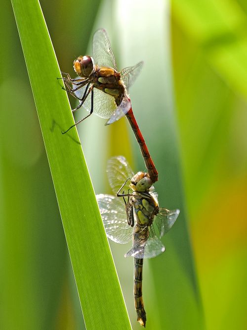 darter sympetrum dragonfly insect