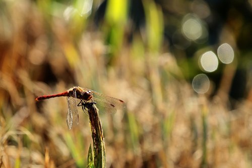 darter sympetrum  wing  dragonfly