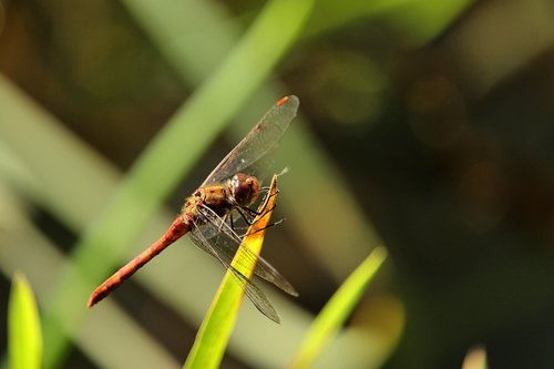 darter sympetrum  dragonfly  insect