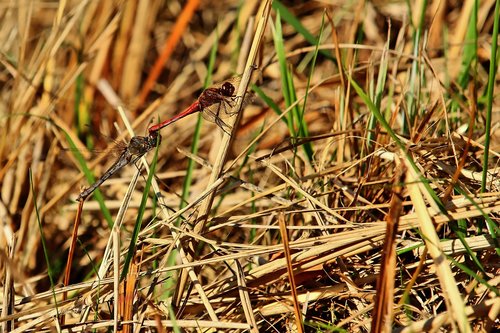 darter sympetrum  pairing  dragonfly