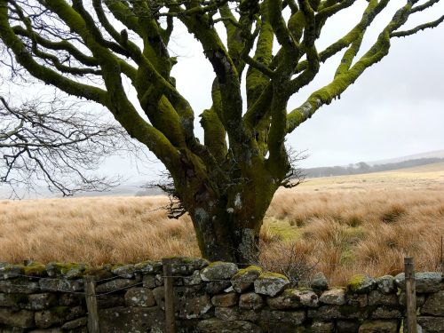 tree moss dartmoor
