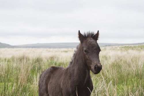 dartmoor pony horse