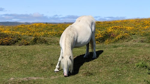 dartmoor  pony  devon