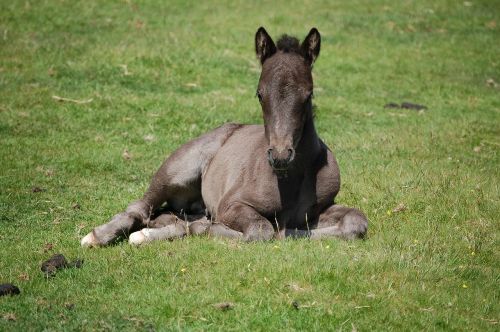dartmoor foal animal horse