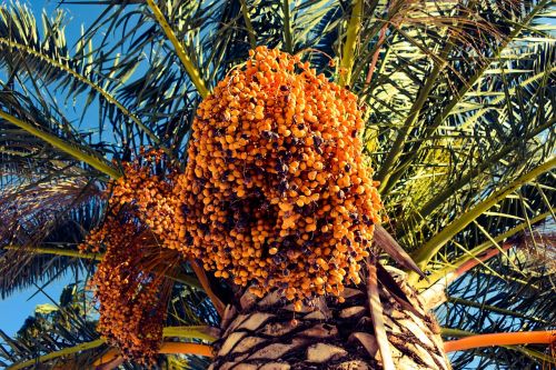 date palm tree nature