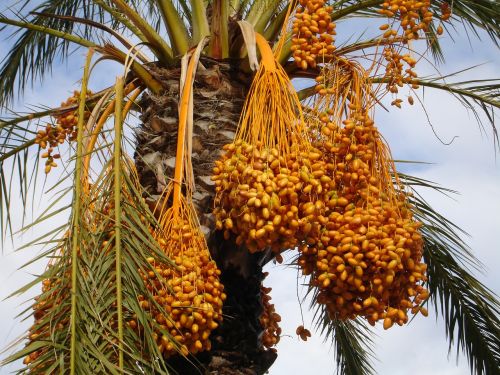 date palm palm dates