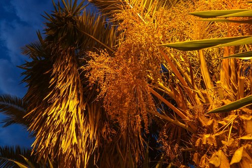 date palm  dates  plant