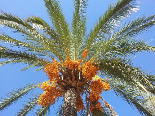 date palm palm dates