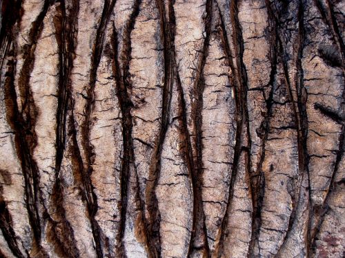 Date Palm Bark