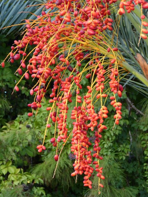 date palm fruit date palm