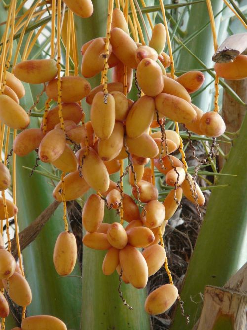 date palm fruit date date fruit