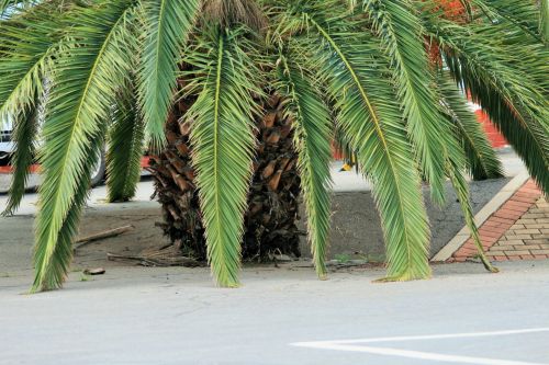 Date Palm, Ornamental