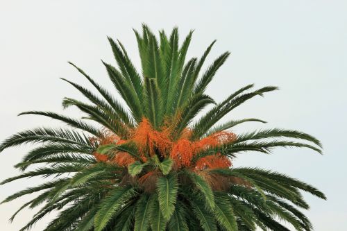 Date Palm, Ornamental