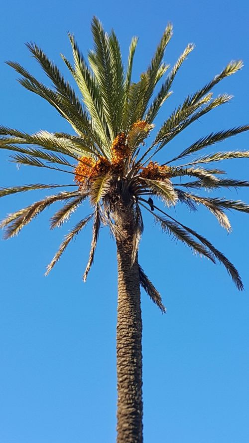 dates palm tree blue sky morocco