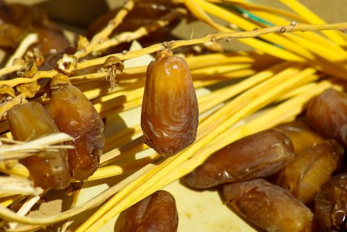 dates dried fruit date palm