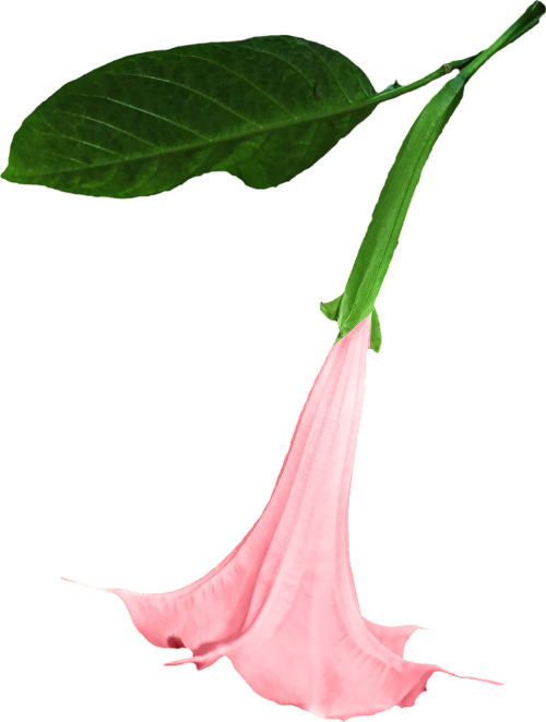 datura png flower
