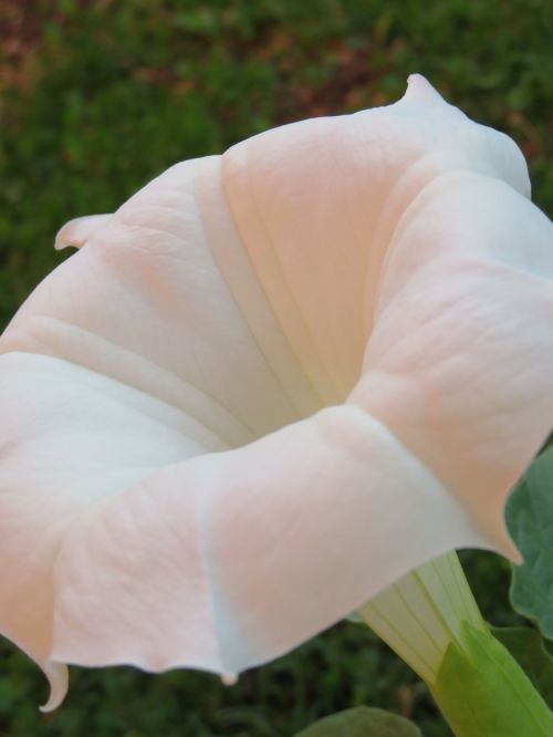 datura flower white