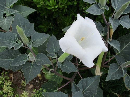 datura  flower  white