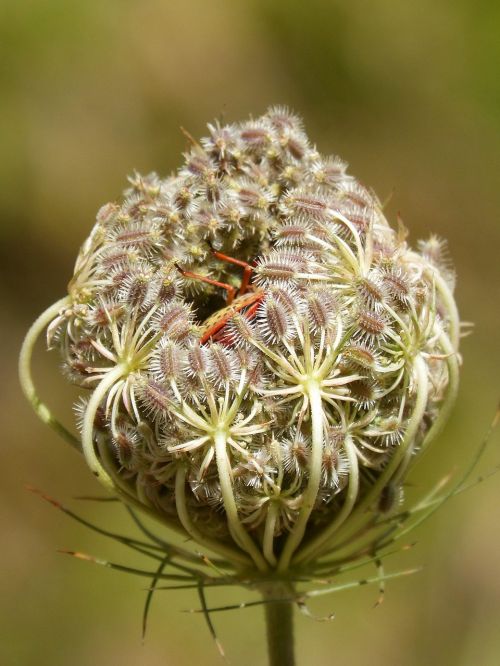 daucus carota seeds that are hooked velcro