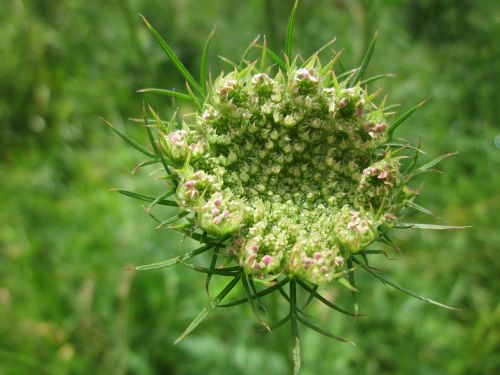 daucus carota wild carrot bird's nest