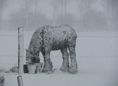 david draft horse winter snow