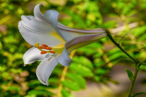 david-lily  lilium davidii  plant