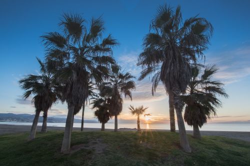 dawn beach palms