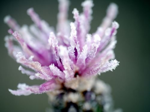 dawn dew flower