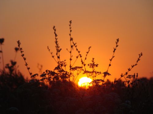 dawn sun field