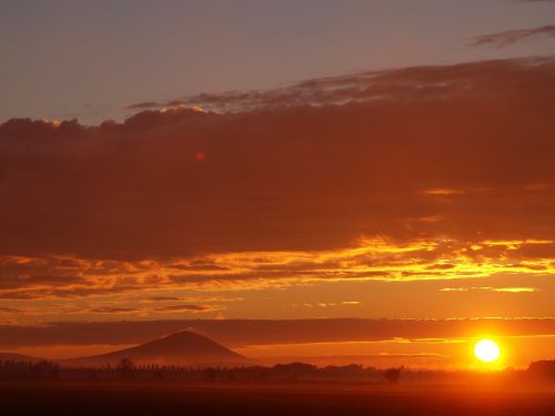 dawn szársomlyó red