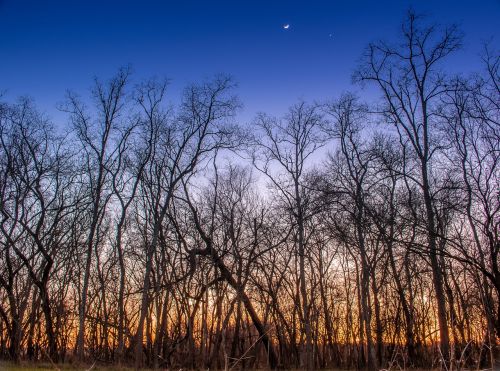 dawn sunset woods