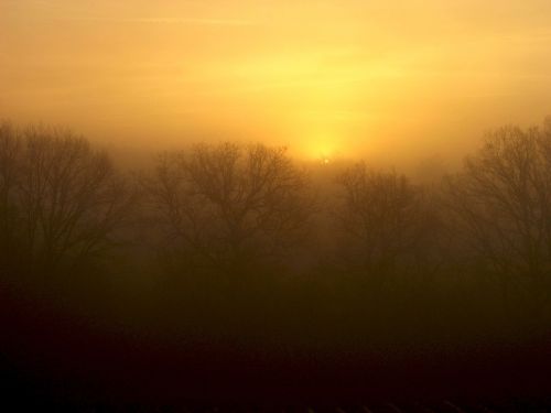 dawn mist trees