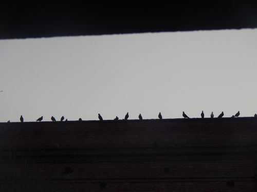 dawn pigeons figures