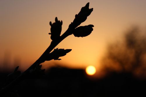 dawn sunset sky