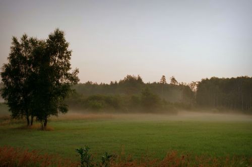 dawn the fog forest