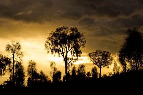 dawn bush australia