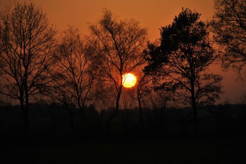 dawn tree sun