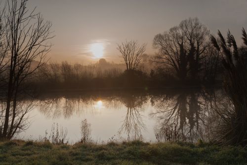 dawn tree landscape