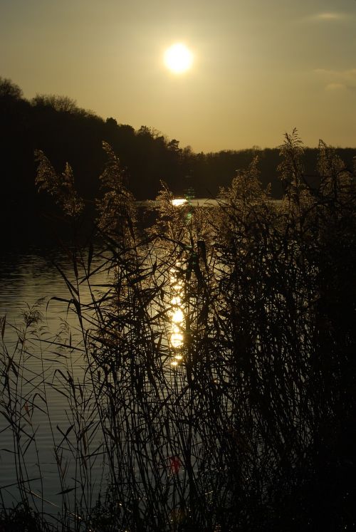 dawn tree nature