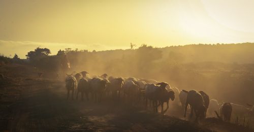 dawn sunset panoramic