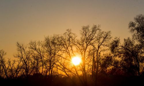 dawn tree nature